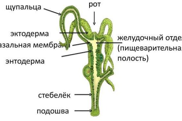 Какая ссылка на кракен