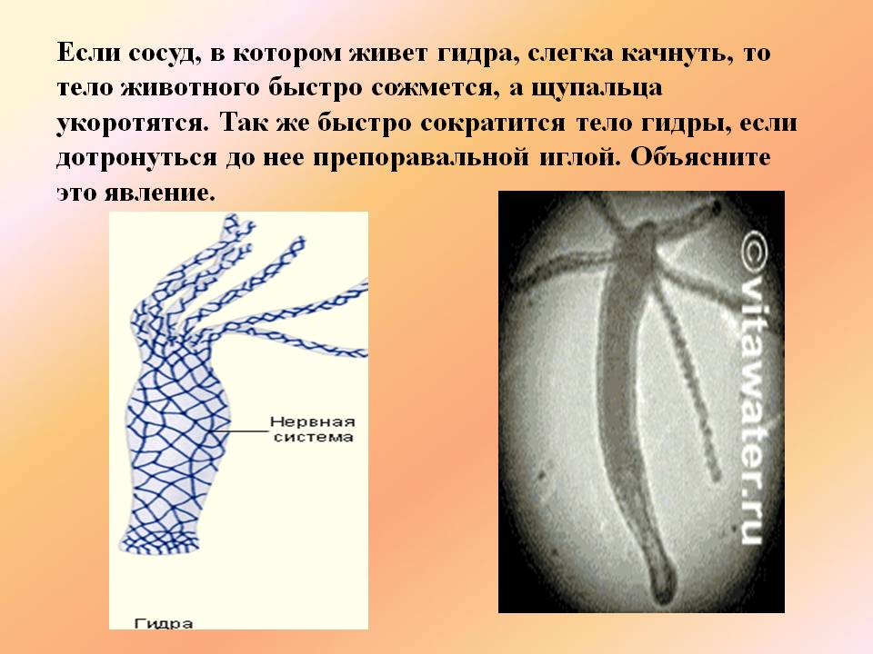 Kraken 17at сайт